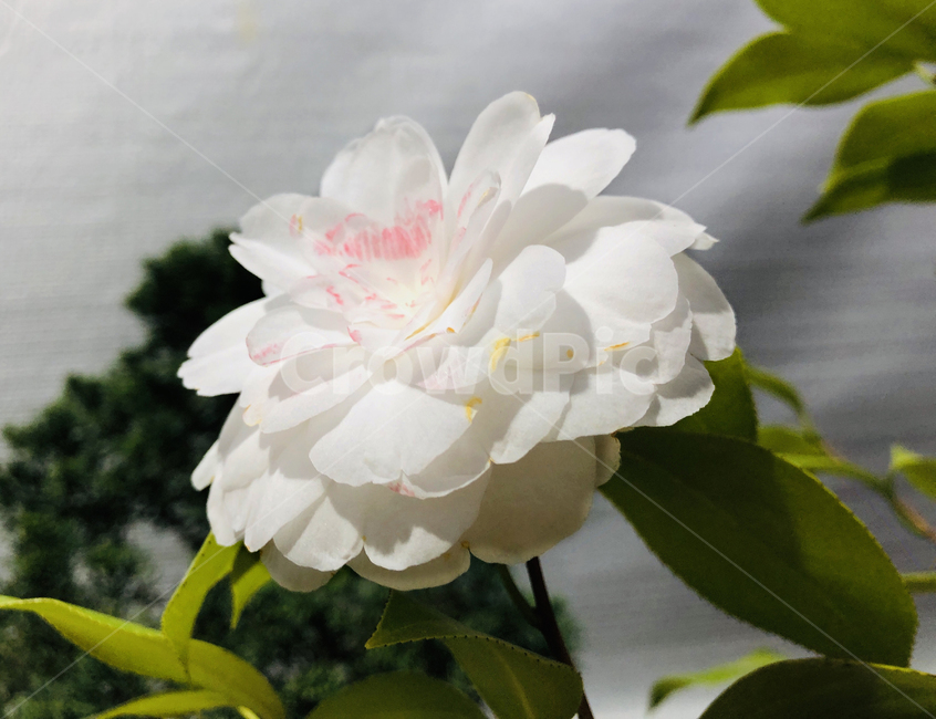 꽃,동백꽃,백동백,하얀,동백나무,flowers,camellia,camelliaflower,white,whitecamellia,blossom