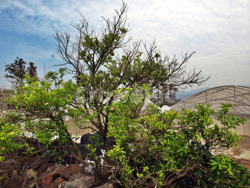 월평마을,올레8코스,올레길,제주,서귀포,비닐하우스,자연,풍경,nature,landscape