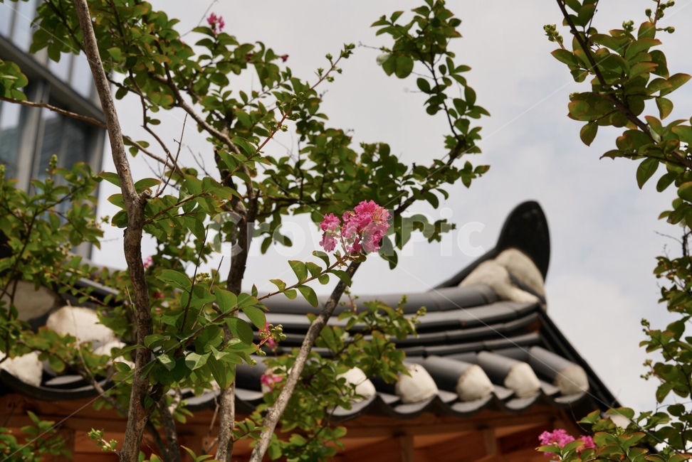 배롱나무,나무,꽃,계절,여름,붉은색,flower,tree,summer,season,red