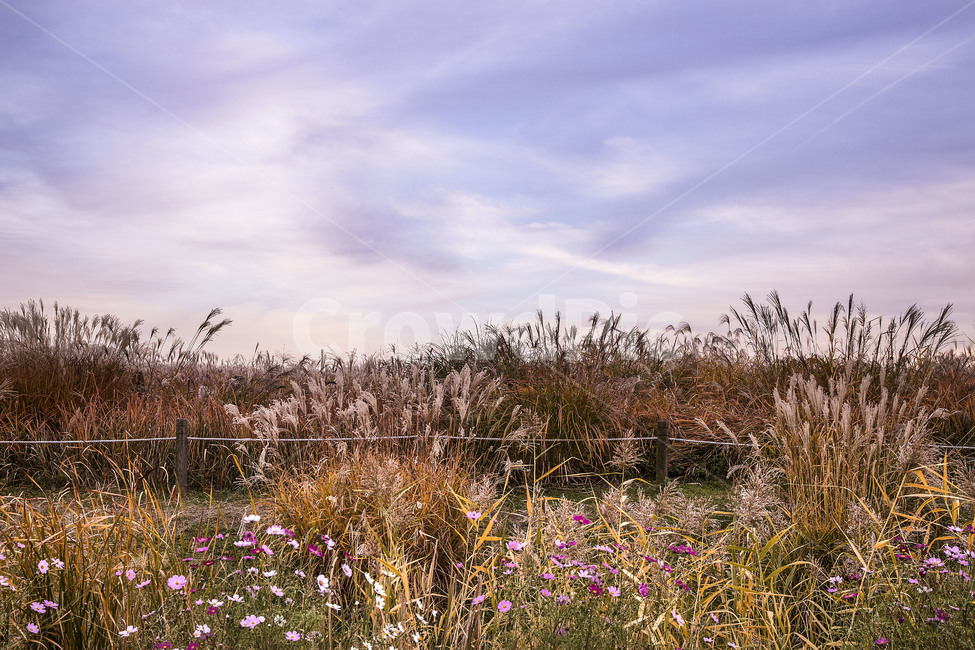 Reed,autumn weather,Silver grass,Cosmos,park,Sky of Autumn