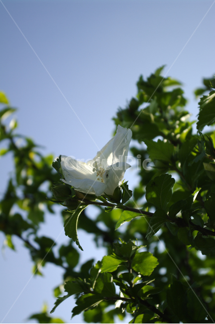 무궁화,꽃,식물,flower,plant,식물,자연,plants,nature,꽃,flower