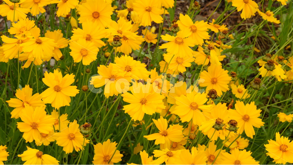 금계국,금계국꽃,꽃,꽃사진,식물,식물,자연,plants,nature,꽃,flower