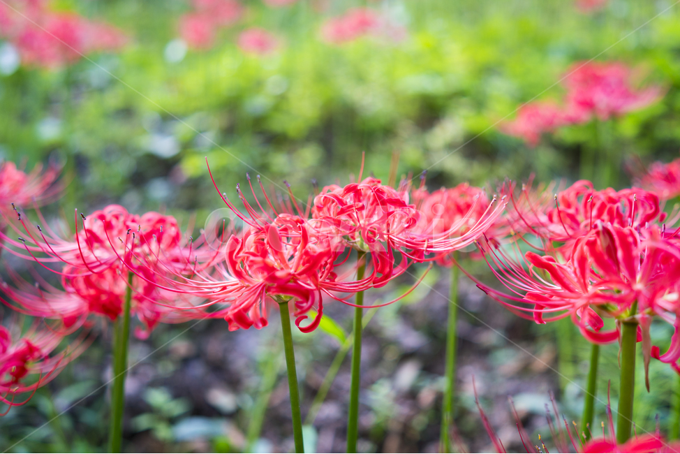 산야초,꽃무릇,꽃,빨강,매크로,식물,자연,plants,nature,꽃,flower