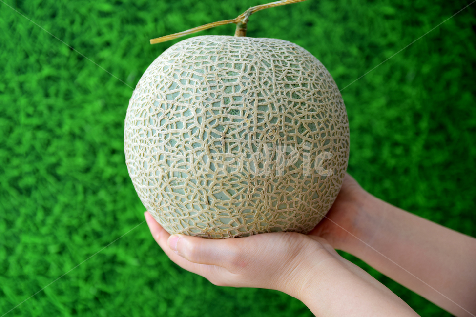 멜론,메론,과일,열대과일,식재료,손,박과,열매,melon,fruit,food,hand,finger,음식,식재료,요리,food,cook,meal,dishes,food reserves,과일,열매,fruit