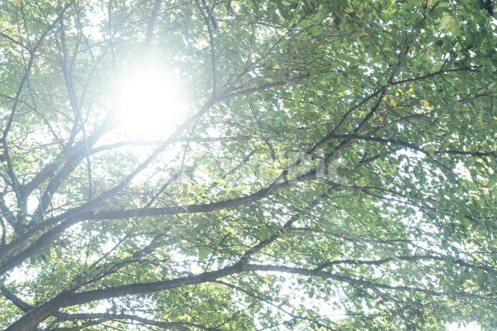 나무,나뭇잎,초록,green,tree,식물,자연,plants,nature