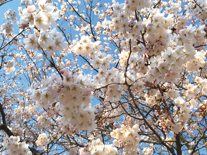봄,벚꽃,봄꽃,벚꽃나무,꽃,자연,풍경,계절,봄,계절,spring,season,식물,자연,plants,nature,꽃,flower,plant,blossom