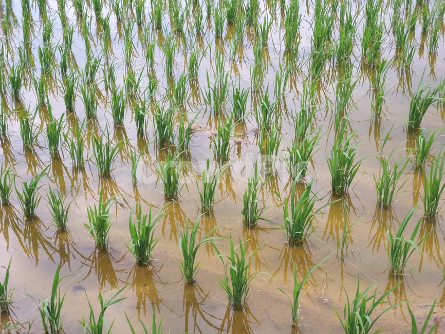 논,벼,봄,연두빛,green,spring,outdoors,옥외,field,들,grassland,목초지,nature,자연,plant,식물,vegetation,초목,산업,industry,industrial,농업,농사,agriculture,farming,farming industry