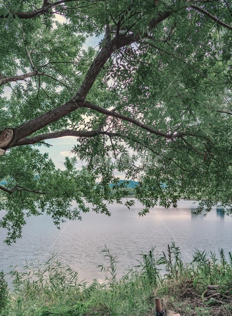 plant,식물,tree,나무,자연,풍경,강