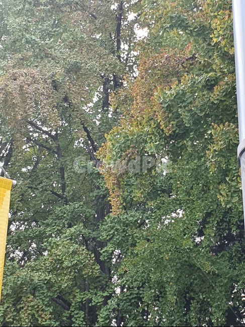 나무,은행,가을,단풍,식물,가을,계절,fall,autumn,season,식물,자연,plants,nature,나무,trees,wood
