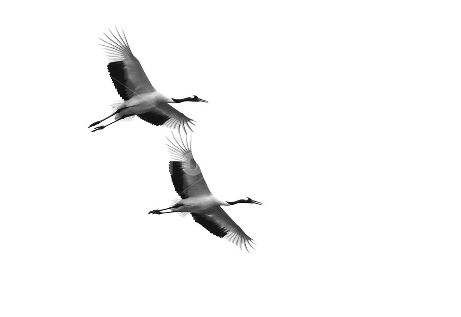 두루미,재두루미,눈오는날,철원,비행,동물,animal,조류,새,birds