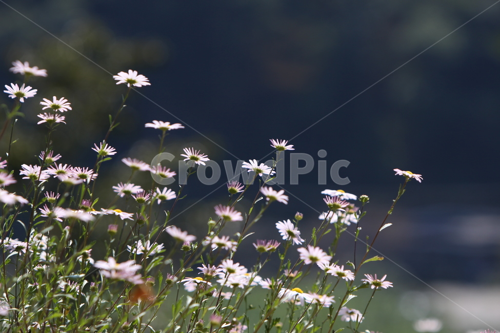 구절초,꽃,꽃무리,흰꽃,감성사진,자연,식물,자연,plants,nature,꽃,flower