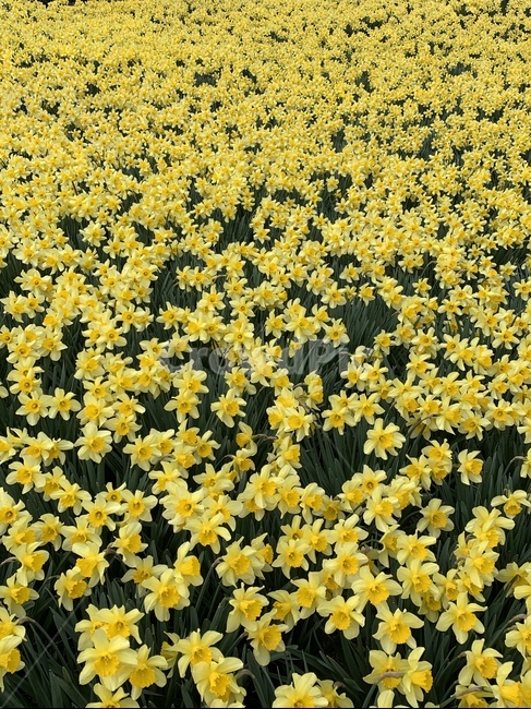 꽃,blossom,flower,식물,plant,수선화,봄,자연,노란색,노랑,만개