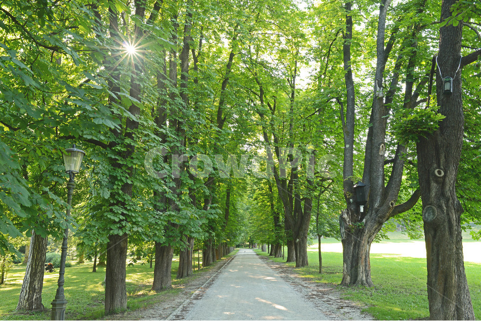 나무,길,울창한,도로,여름,자연,풍경,nature,landscape,나무,trees,wood