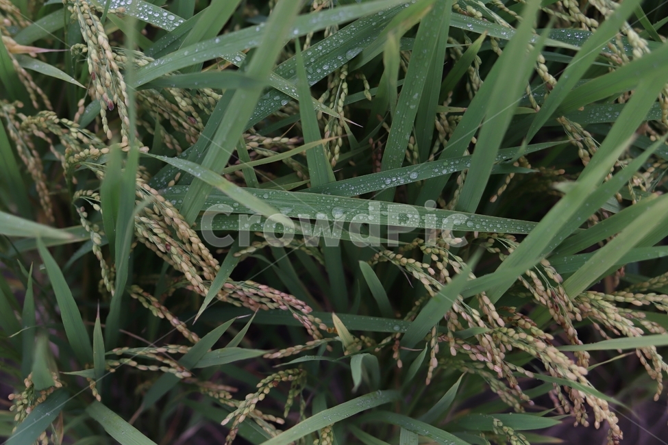 벼,asianrice,쌀,농업,농촌,초록,작물,식물,plant,vegetation,초목,nature,자연,field,outdoors,옥외,grassland,목초지,논,들,들판,나락,green,농업,농사,agriculture,farming,farming industry