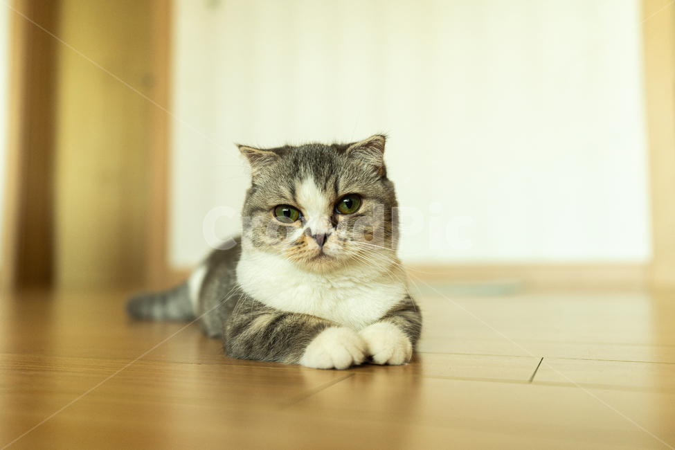 고양이,스코티쉬폴드,일상,귀여운,둥근,짧은,동물,애완묘,cat,animal,pet,동물,animal,포유류,mammal,고양이,cat,kitten,kitty