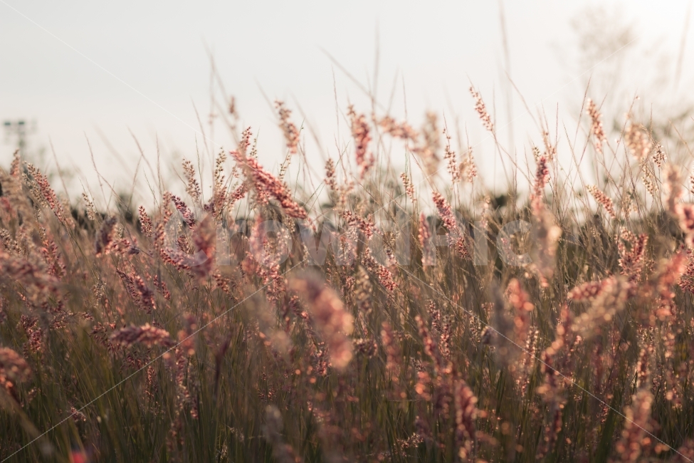 억새,풍경,오후,따뜻함,햇빛,식물,자연,plants,nature,감성,sensible,feeling,색깔,색상,색채,색감,color sense,color sensitivity,feeling of color