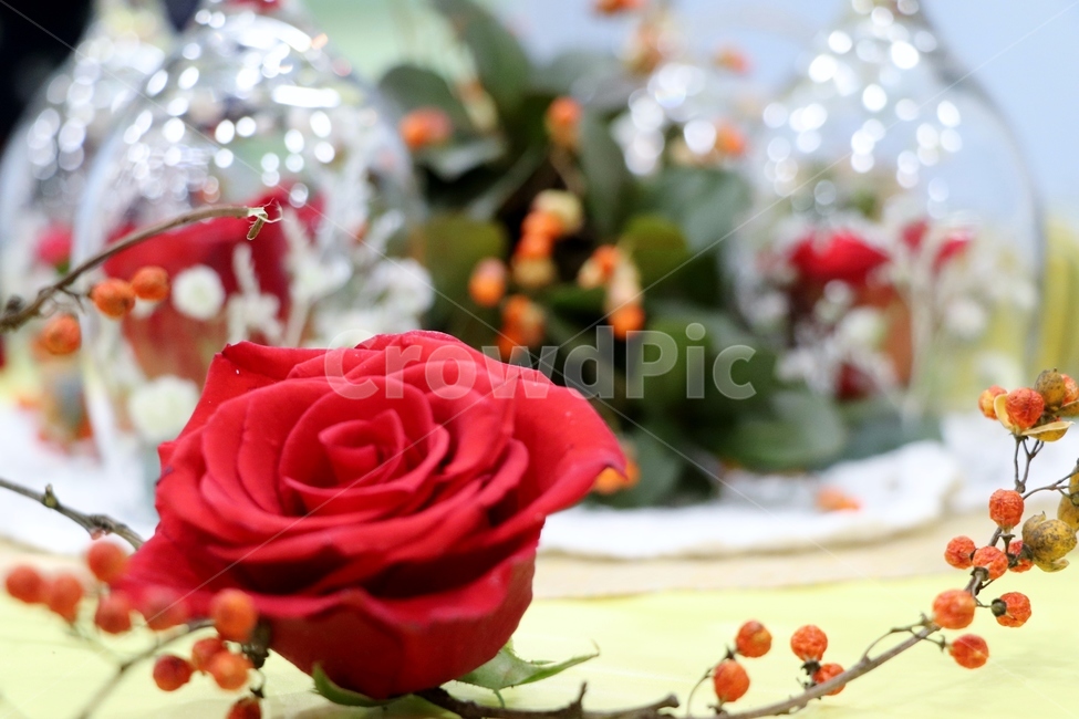 장미,장미향,붉은장미,장미꽃,아름다운꽃,rose,flower,blossom