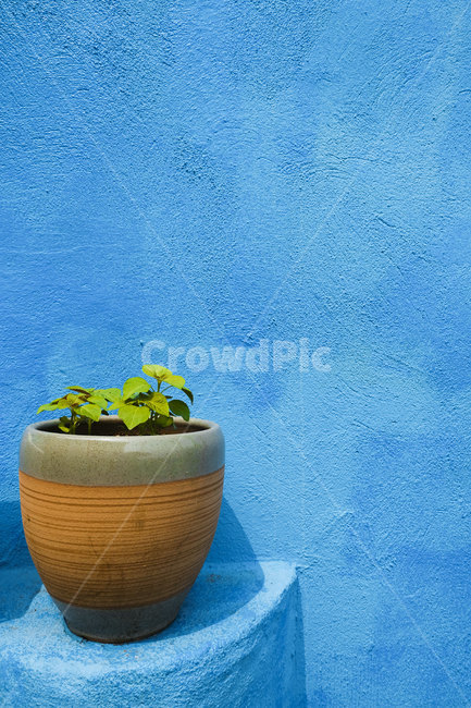 화분,잎,벽,파란벽,색감,color,wall,blue,plants,식물,flowerpot