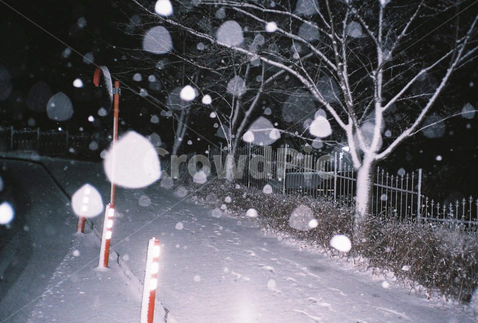 눈,겨울,제설,소나무,winter,빛,그리움,길,외로움,반사,겨울,계절,winter,season,자연,풍경,nature,landscape,야경,밤,nightscape,night,outdoors,옥외,snow,storm,폭풍,blizzard,눈보라