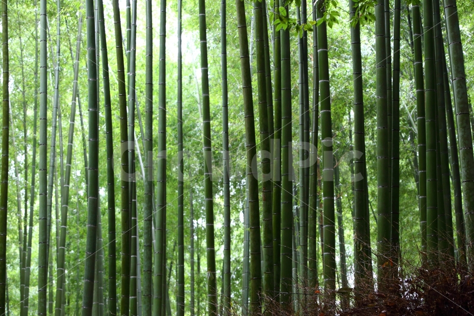 대나무,대숲,자연,교토,녹색,자연,풍경,nature,landscape,식물,plants,나무,trees,wood,plant