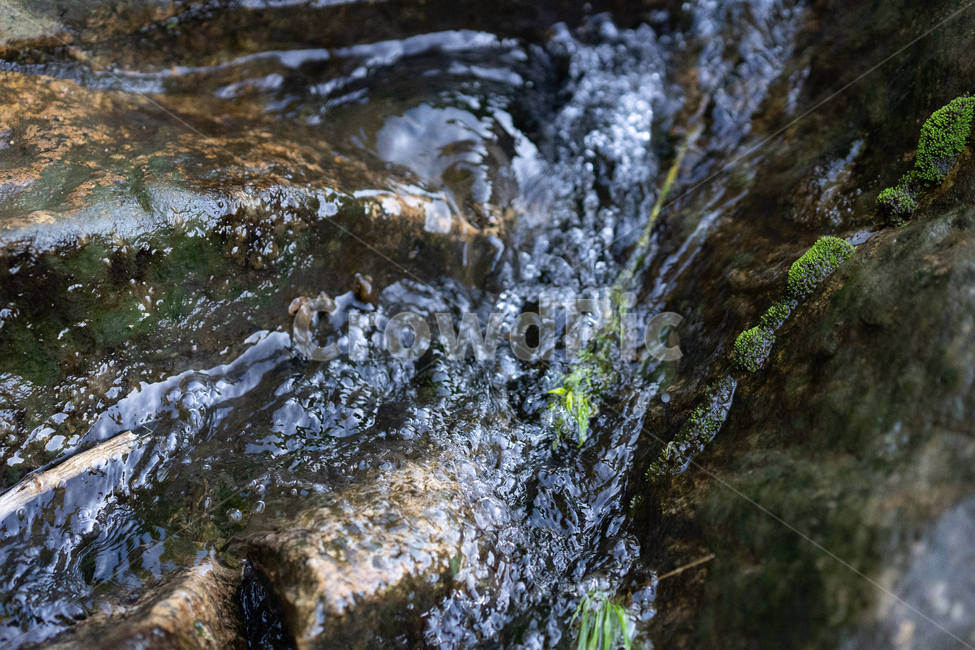 river,하천,자연,nature,이끼,plant,물,water