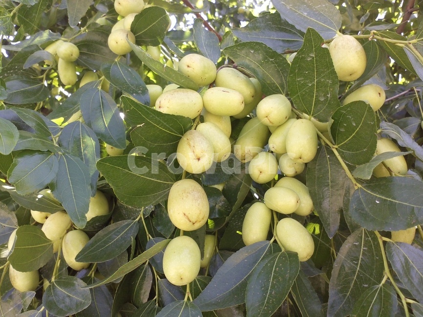 대추나무,갈매나무과,약재,jujube,열매,과일,식물,자연,plants,nature,과일,열매,fruit