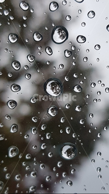 나무,tree,glass,비,rain,물방울,waterdrop