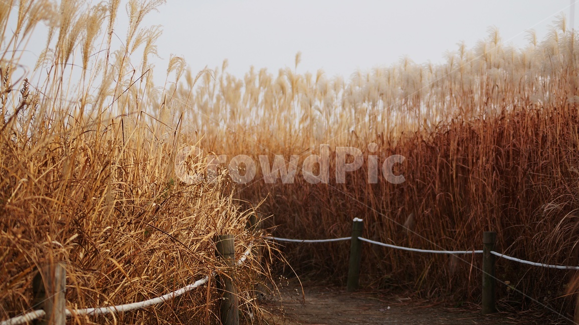 가을,가을풍경,하늘공원,억세풀,갈대,가을,계절,fall,autumn,season,자연,풍경,nature,landscape,grass,잔디,plant,식물