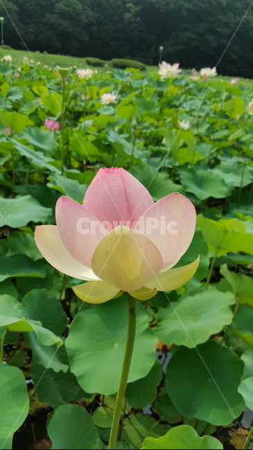 연꽃,flower,식물,꽃,blossom,식물,자연,plants,nature,꽃,flower