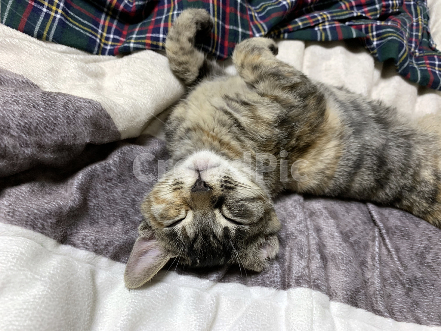 고양이,숙면,잠,귀여운,cute,cat,sleep,수면,아기,잠자는,냥,털,애기,동물,호랑이,줄무늬