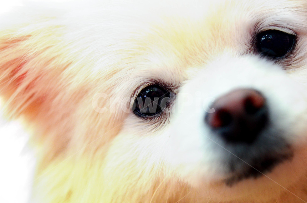 포메라니안,반려견,pomeranian,doggy,animal,동물,포유류,mammal,dog,개,canine,애완동물,강아지,puppy,개얼굴