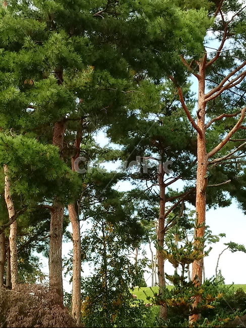 tree,소나무,나무,상록교목,솔나무,송목,적송,육송,송유송,여송,자송,청송,식물,plant