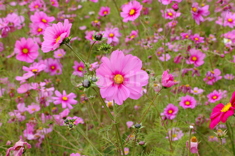 코스모스,가을,자연,꽃,fall,flower,flowers,cosmos,가을,계절,fall,autumn,season,식물,자연,plants,nature,꽃,flower,blossom,geranium,제라늄,plant,petal,꽃잎