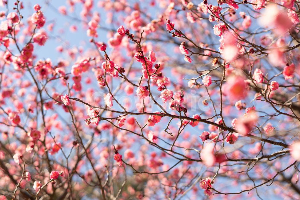봄,매화,홍매화,나무,꽃,봄꽃,봄,계절,spring,season,식물,자연,plants,nature,꽃,flower,plant,blossom