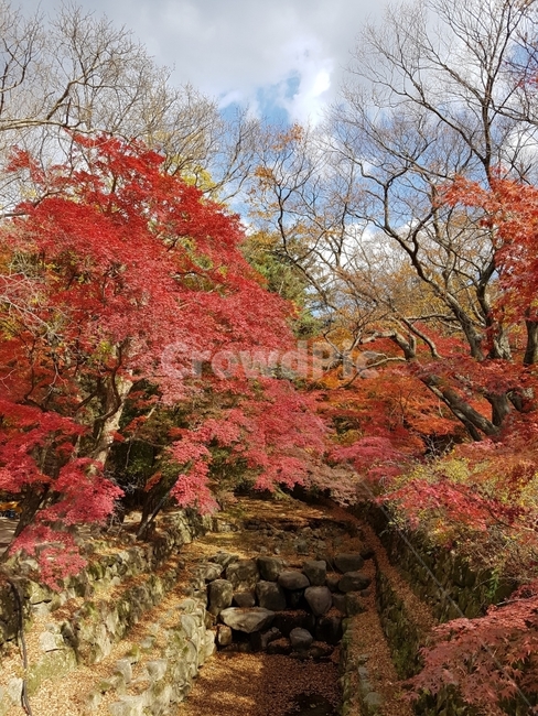 경주,불국사,자연,풍경,단풍,가을,계절,fall,autumn,season,자연,풍경,nature,landscape,식물,plants,나무,trees,wood,plant,tree,maple