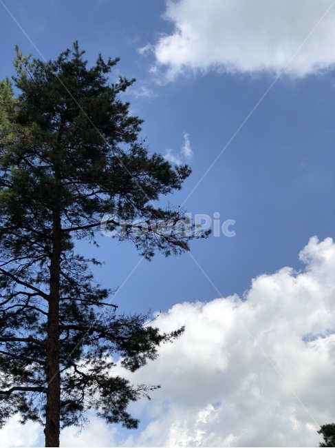 하늘,자연,구름,나무,식물,흰색,초록,파랑,sky,sora,nature,cloud,kumo,tree,ki,white,shiro,green,midori,blue,ao,plants,shokubutsu,자연,풍경,nature,landscape,plant,fir,전나무