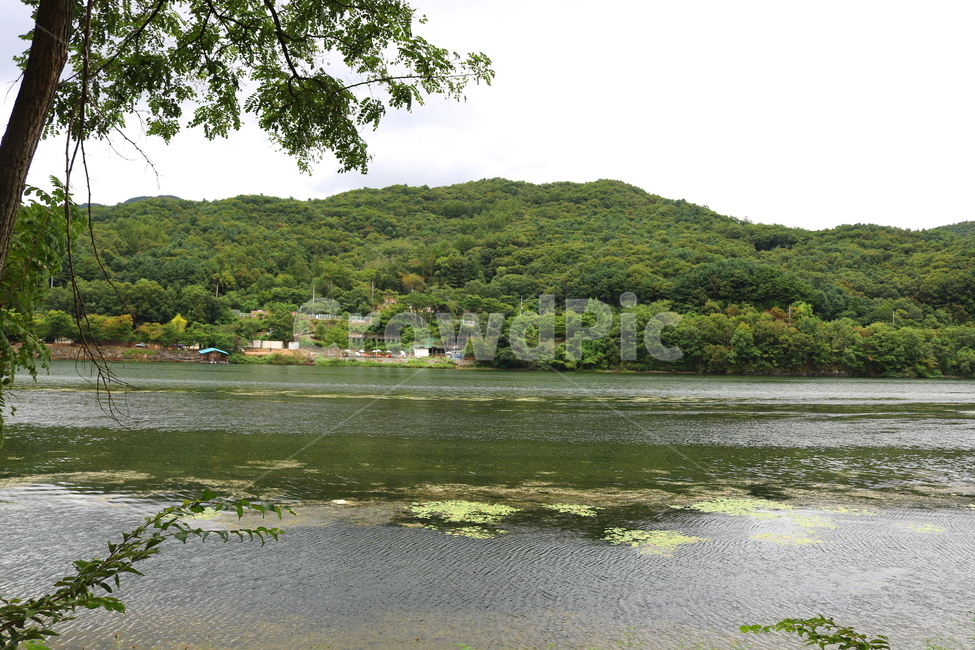 강,한강,남이섬,북한강,산,나무,자연,풍경,물,자연,풍경,nature,landscape,water,outdoors,옥외,land,땅