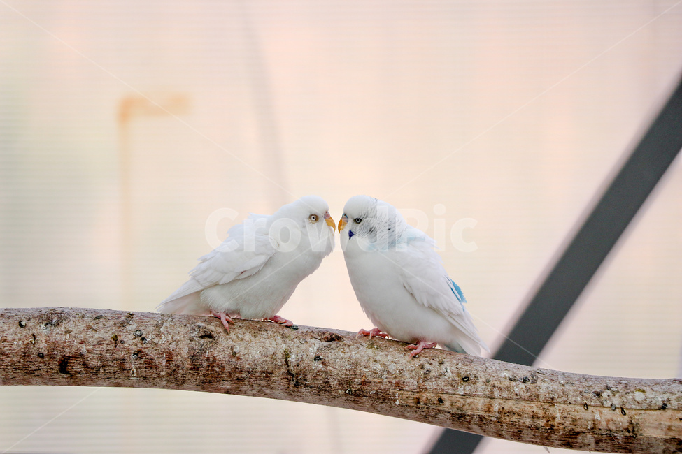 bird,새,animal,동물,잉꼬,동물,animal,조류,새,birds