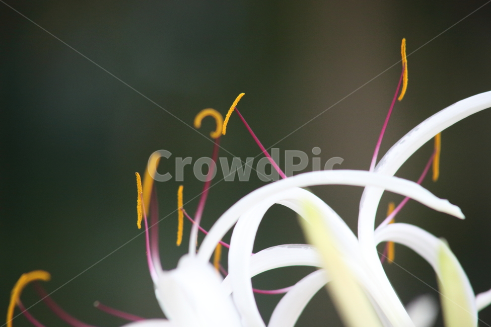 문주란,문주화,꽃,poisonbulb,plant,거미백합,SpiderLily
