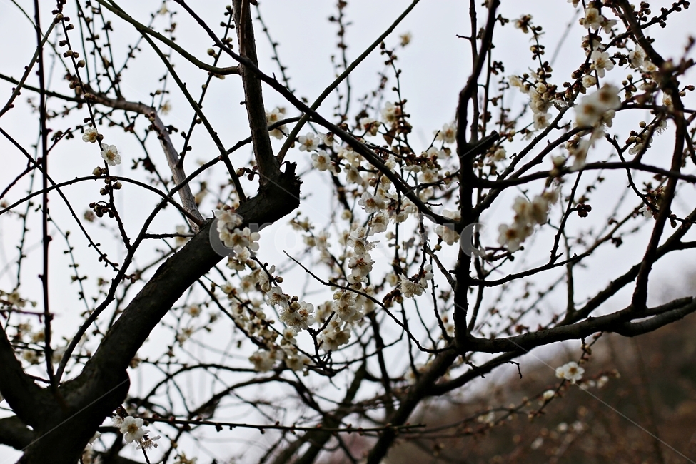 매화마을,매화꽃,매화축제,매화,꽃,flower,봄,계절,spring,season,식물,자연,plants,nature,꽃,flower,plant