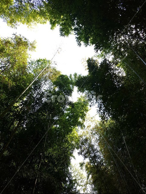대나무숲,나무,대나무,자연,초록,숲,하늘,빛,wood,green,nature