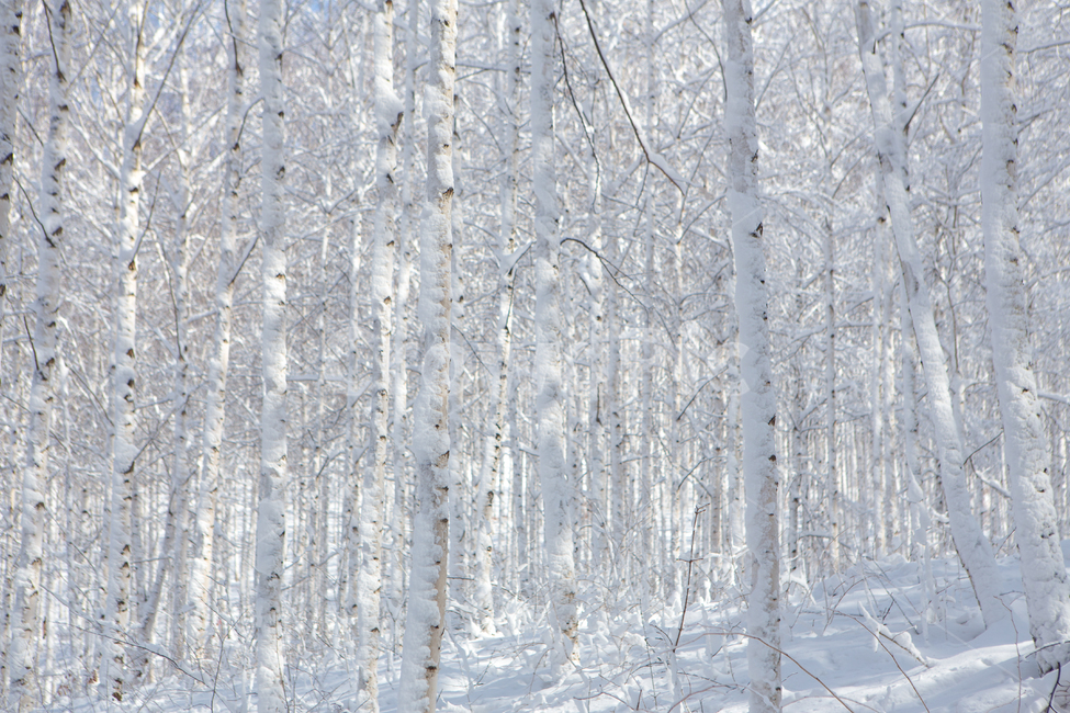 winter flower,woodland,snow flower,hambaek snow,tree forest,mountain climbing,trail,walking trail,mountain,white,bark,birch forest,snow flower festival,season,Landscape,birch,tree,hiking trail,snowy mountain,Wondaeri,snow,plant,snowy landscape,in the fore