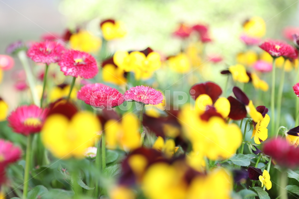 plant,식물,flower,꽃,blossom,봄