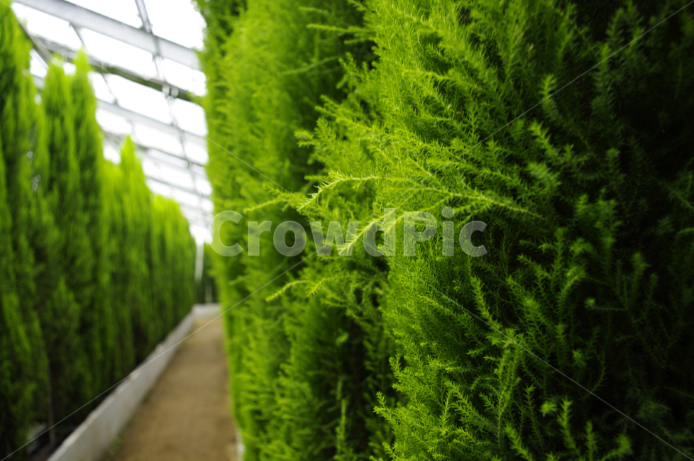 율마,초록,식물,plant,color,식물,자연,plants,nature