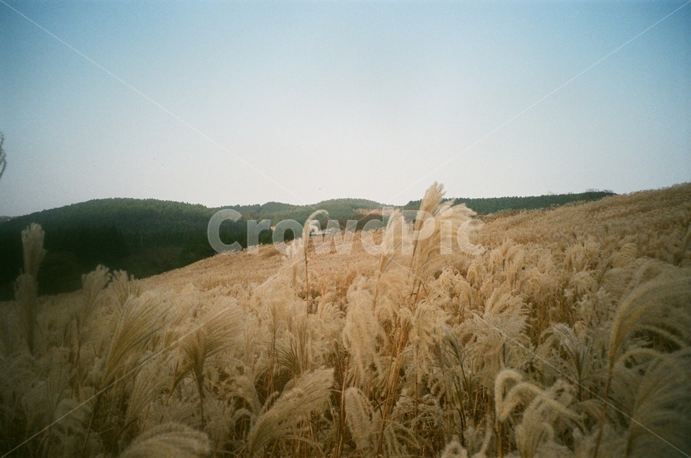 제주오름,산굼부리,억새,들판,산책로,황금빛,하늘,필름사진,자연,풍경,nature,landscape,감성,sensible,feeling,plant,식물,food,음식,vegetable,야채,grain,곡물