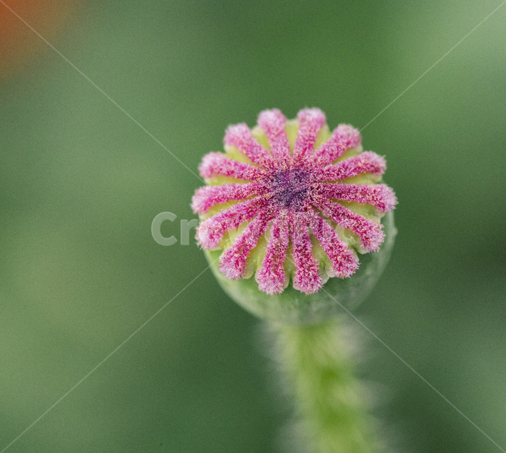 꽃,flower,plant,식물,자연,초록색,green