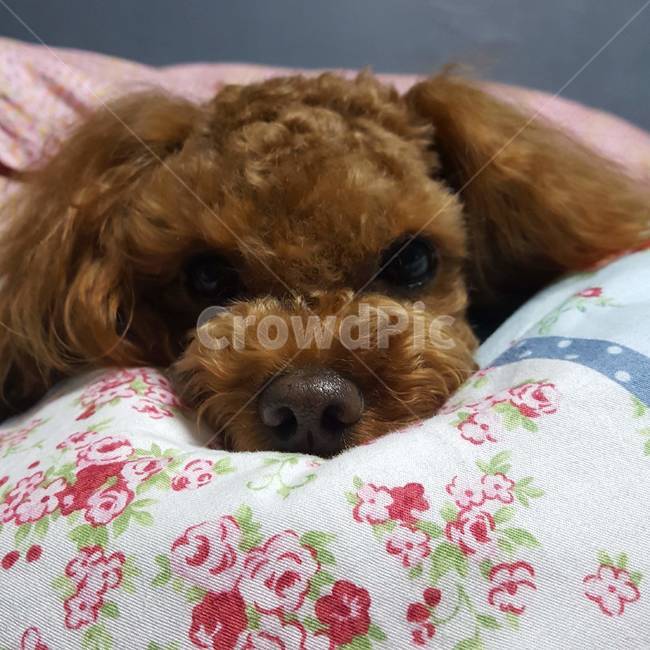 푸들,강아지,pillow,베개,cushion,동물,animal,포유류,mammal,개,강아지,dog,doggy