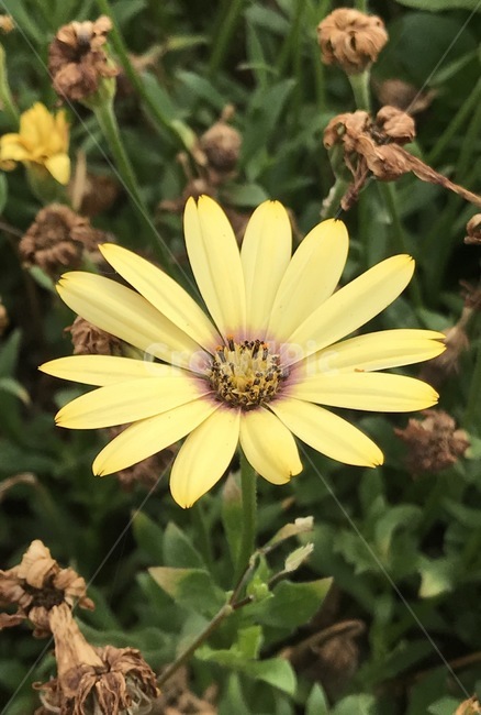 플라워,꽃,자연,flower,식물