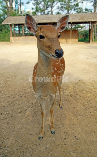 꽃사슴,사슴,동물,반점,월미공원,대륙사슴,매화사슴,포유동물,동물,animal,포유류,mammal