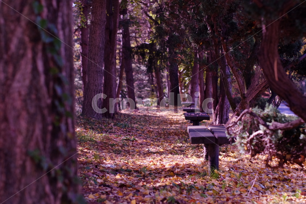 벤치,숲속,따듯한가을,숲길,아련함,추억,가을,계절,fall,autumn,season,자연,풍경,nature,landscape,tree,나무,plant,식물,furniture,가구